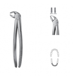 Davier Anatomica - Mandibulaire