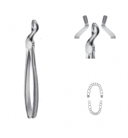 Davier Anatomica - Maxillaire