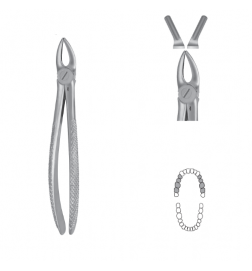 Davier Anatomica - Maxillaire
